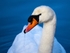 Mute Swan