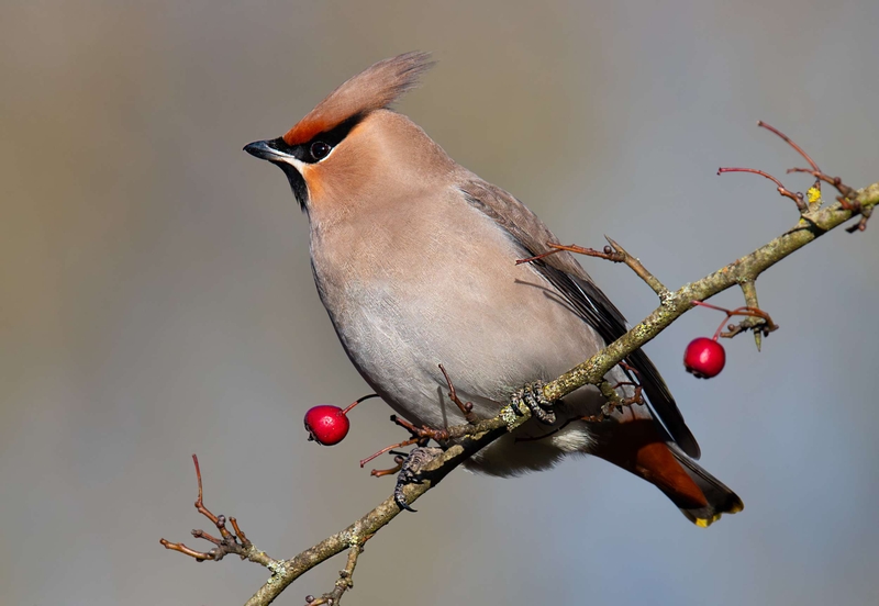 Waxwing - Hassop - Derbyshire