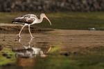White Ibis reflection, Costa Rica