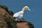 Gannet