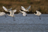 Six Spoonbills taking off from the lagoon