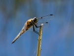 Four-spotted Chaser