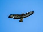 Common Buzzard