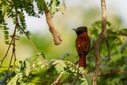 African Paradise Flycatcher