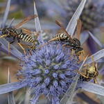 Paper wasp (Polistes associus) feeding on nectar from Eryngium