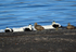 Eiders