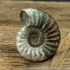 Sold scun 160 Aegasteroceras sp