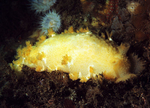 Tritonia hombergii