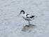 Avocet