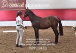 BPP_1433