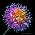 Peach  Purple