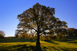 Backlit Oak, Croxdale.                ref 1473
