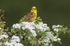 Yellowhammer