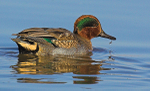 Green Winged Teal