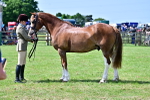 SBM_03909