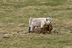 Highland cattle - 7782