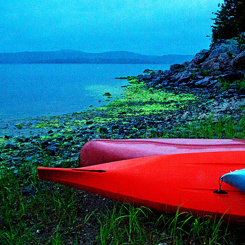 Blue Green Algae along shoreline of Kennebecasis River in New Brunsick, Canada
