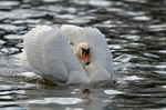 Mute Swan