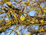 Blue Tit
