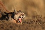 Female Puma stretches and yawns, Torres del Paine, Chile