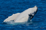 HB Calf Breach 11. 0A3A7179