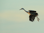 Sandhill Crane gliding at sunset, Bosque del Apache, New Mexico