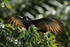 Snail Kite sunning itself, Panama