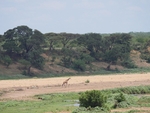 Crossing The River Bed, Kruger Park