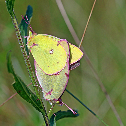 A mating pair of Clouded Sulphur butterflies.