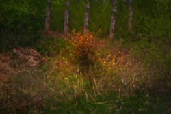 Campfire