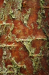 Bark art portfolio