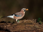 another jay