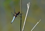 Broad-bodied Chaser