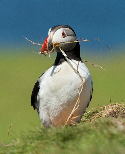 Puffin with Nesting Material