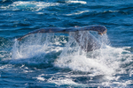 Humpback fluke 0A3A6741