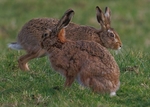 Brown Hares