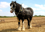 Shire-Horse