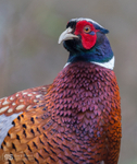 Pheasant