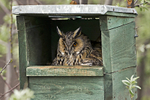 Long-eared Owl