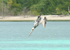 070208 Pelican Three