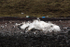 WDP012: Stranded Sperm Whale