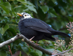 Blackbird (Leucistic) 1