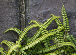 Miniature Fern