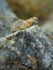 American Pika squeaks an alarm call, Moraine Lake, Canada