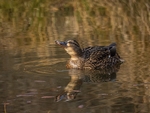 Mallard