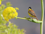 Black Headed Bunting