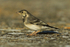 Juvenile Pied Wagtail on the causeway at Farmoor