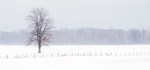 TREES WEEK #2