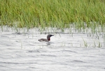 Red-throated Diver