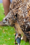 Jas in a threat display